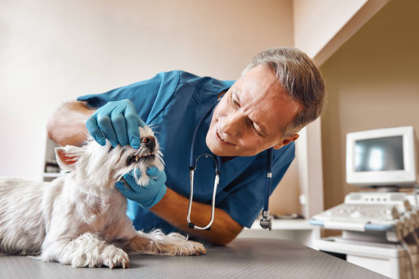 Best Weekend Emergency Dentist in Palmview, TX